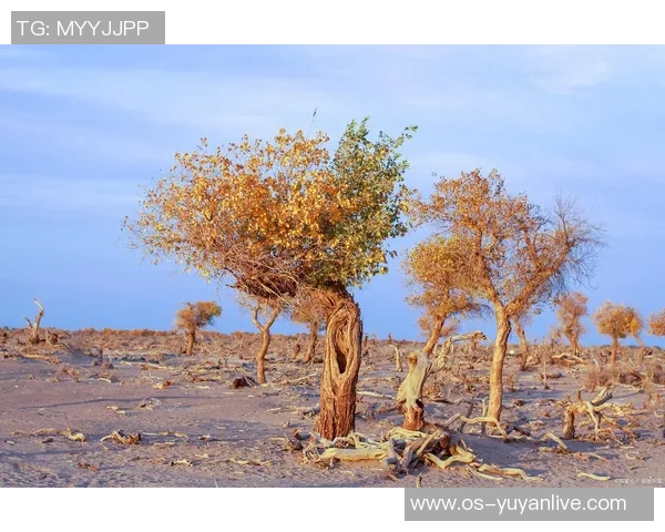 探索埃斯特旺的魅力与历史：一场文化与自然的奇妙之旅